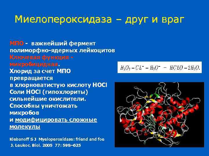 Миелопероксидаза – друг и враг МПО - важнейший фермент полиморфно-ядерных лейкоцитов Ключевая функция микробицидная.