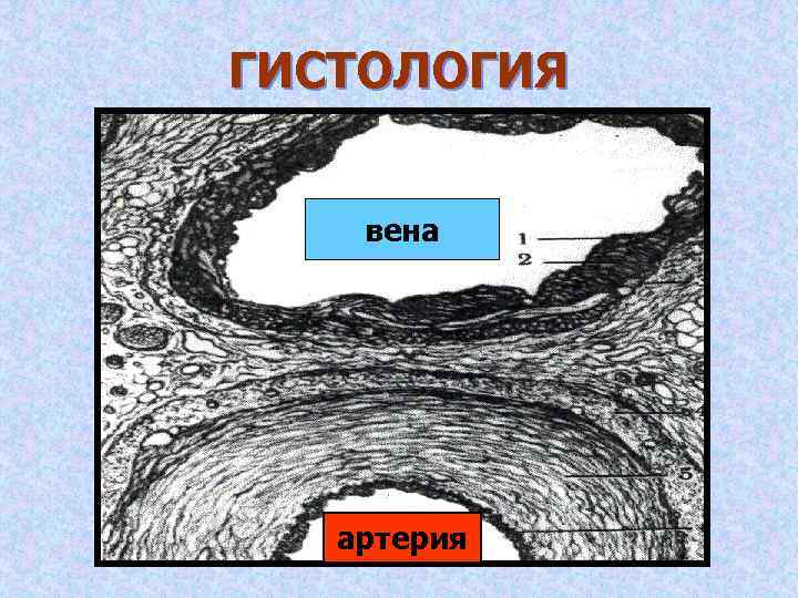 ГИСТОЛОГИЯ вена артерия 