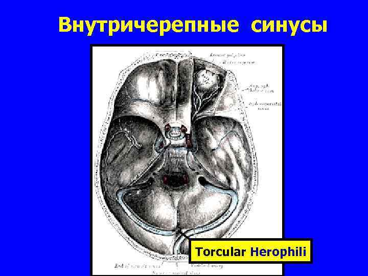 Внутричерепные синусы Torcular Herophili 