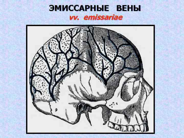 ЭМИССАРНЫЕ ВЕНЫ vv. emissariae 