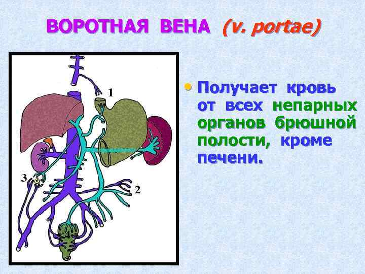 ВОРОТНАЯ ВЕНА (v. portae) • Получает кровь от всех непарных органов брюшной полости, кроме