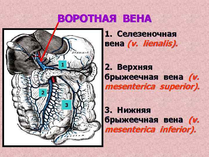 ВОРОТНАЯ ВЕНА • 1. Селезеночная вена (v. lienalis). • 2. Верхняя 1 брыжеечная вена