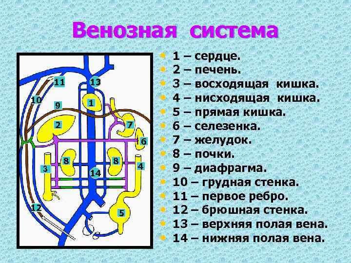 Венозная система. Схема венозной системы человека схематично. Венозная система кратко. Логическая схема венозной системы. Виды венозных систем.