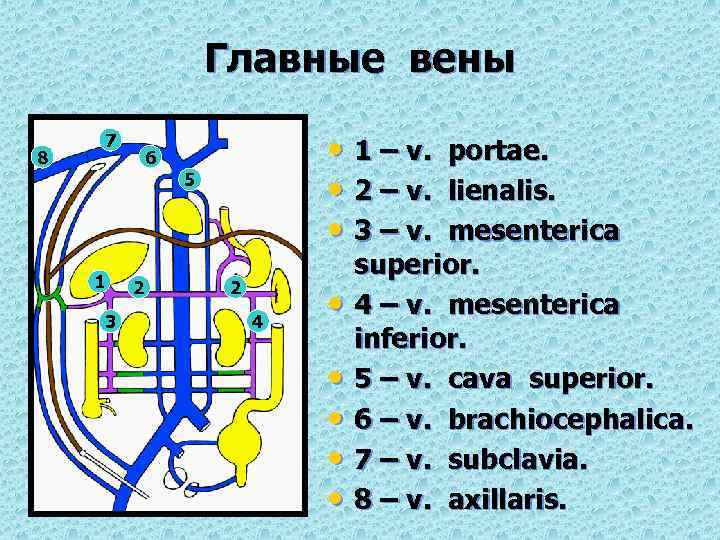 Главные вены 8 7 • 1 – v. • 2 – v. • 3