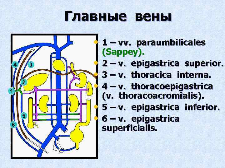 Главные вены • 1 – vv. paraumbilicales 3 4 2 1 5 6 •