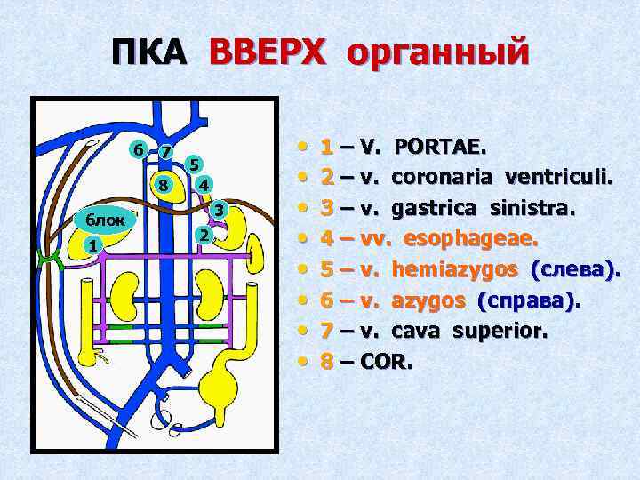 ПКА ВВЕРХ органный 6 7 8 блок 1 5 4 3 2 • •