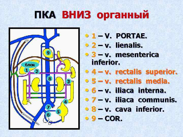 ПКА ВНИЗ органный • 1 – V. • 2 – v. • 3 –