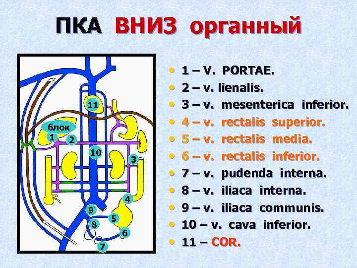 ПКА ВНИЗ органный 11 блок 1 2 10 3 4 9 5 8 6