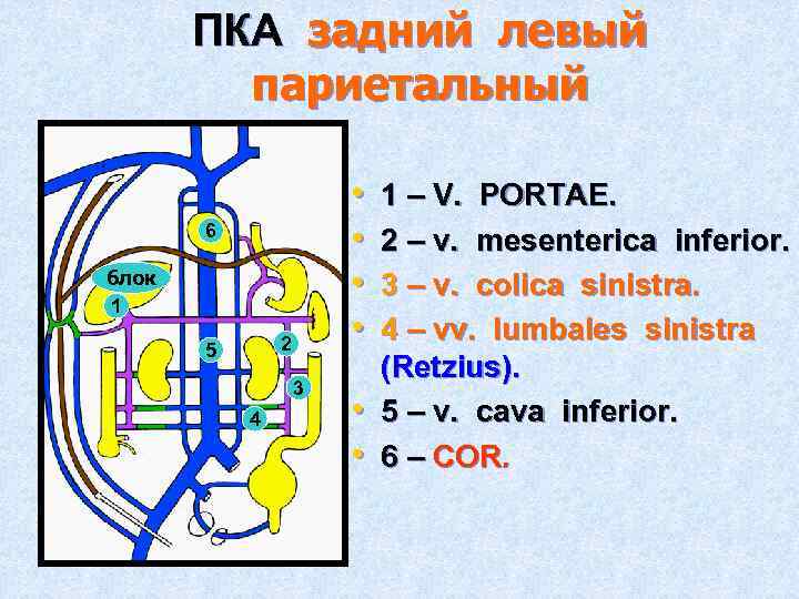 ПКА задний левый париетальный • • 6 блок 1 2 5 3 4 •