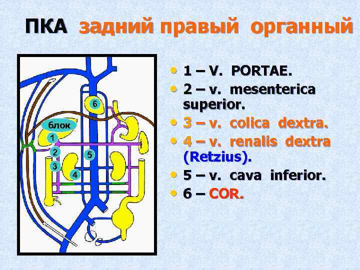 ПКА задний правый органный • 1 – V. PORTAE. • 2 – v. mesenterica