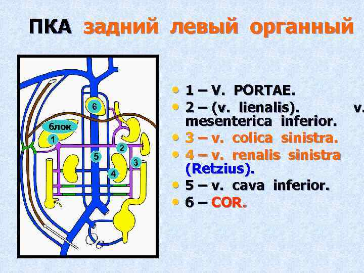 ПКА задний левый органный • 1 – V. PORTAE. • 2 – (v. lienalis).