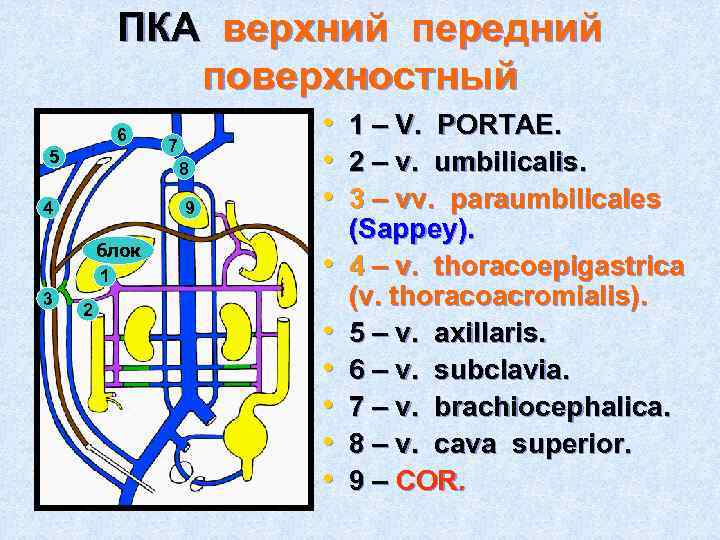 ПКА верхний передний поверхностный 6 5 8 4 9 блок 1 3 7 2