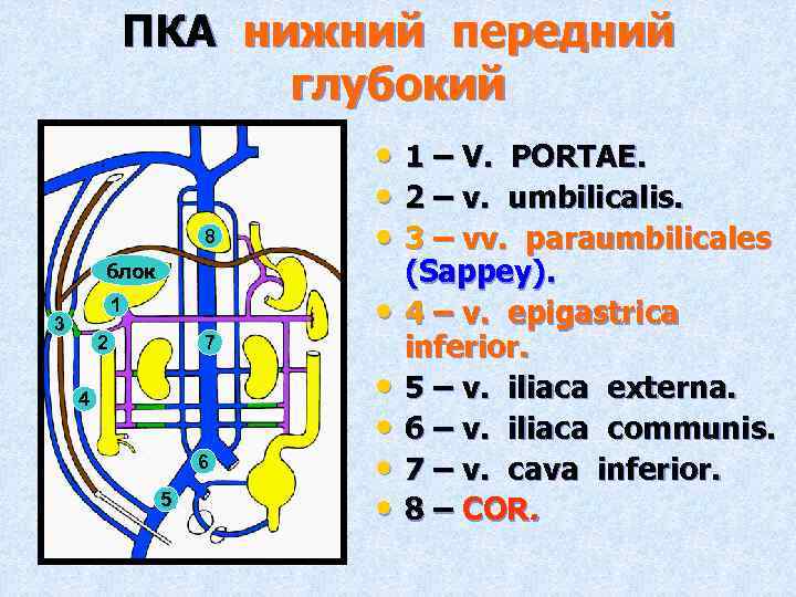 ПКА нижний передний глубокий 8 блок 1 3 2 7 4 6 5 •