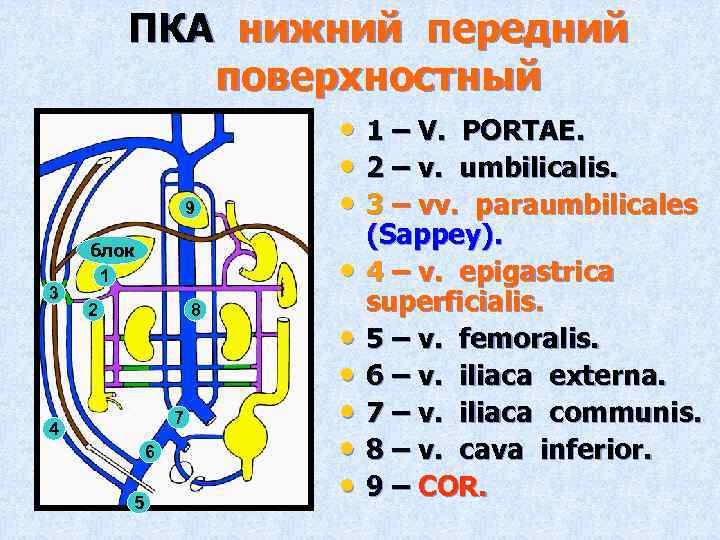 ПКА нижний передний поверхностный 9 3 блок 1 • 8 2 7 4 6