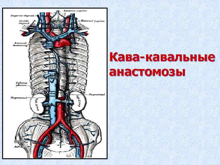 Кавакавальные анастомозы схема