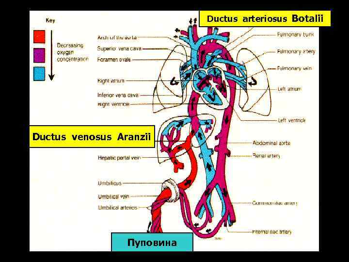 Ductus arteriosus Botalii Ductus venosus Aranzii Пуповина 