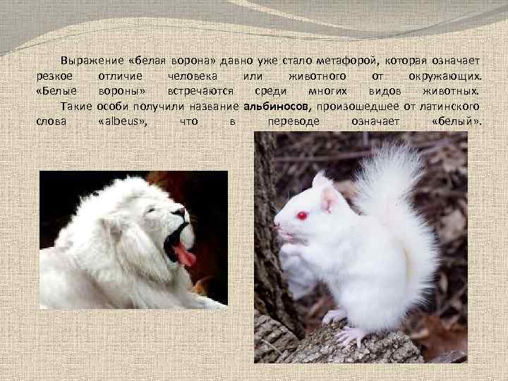 Выражение «белая ворона» давно уже стало метафорой, которая означает резкое отличие человека или животного