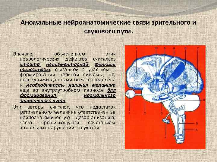 Аномальные нейроанатомические связи зрительного и слухового пути. Вначале, объяснением этих неврологических дефектов считалась утрата