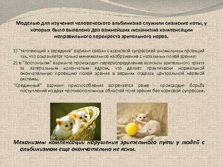 Моделью для изучения человеческого альбинизма служили сиамские коты, у которых было выявлено два важнейших