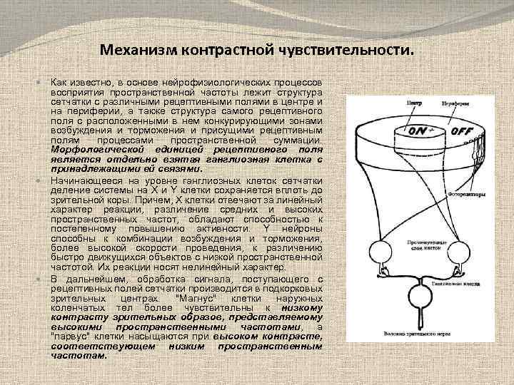 Механизм контрастной чувствительности. Как известно, в основе нейрофизиологических процессов восприятия пространственной частоты лежит структура