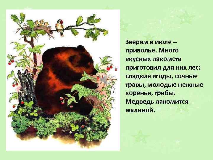 Зверям в июле – приволье. Много вкусных лакомств приготовил для них лес: сладкие ягоды,