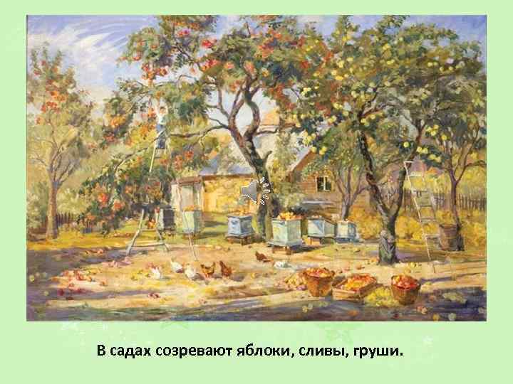 В садах созревают яблоки, сливы, груши. 