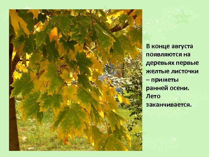 В конце августа появляются на деревьях первые желтые листочки – приметы ранней осени. Лето