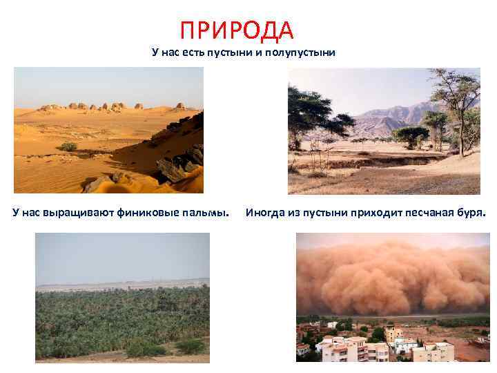 ПРИРОДА У нас есть пустыни и полупустыни У нас выращивают финиковые пальмы. Иногда из