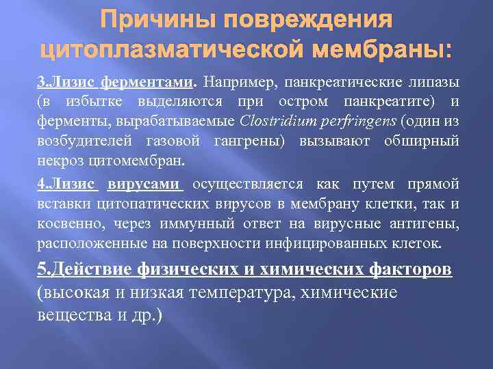 Причины повреждения цитоплазматической мембраны: 3. Лизис ферментами. Например, панкреатические липазы (в избытке выделяются при