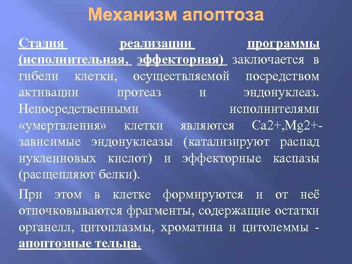 Механизм апоптоза Стадия реализации программы (исполнительная, эффекторная) заключается в гибели клетки, осуществляемой посредством активации