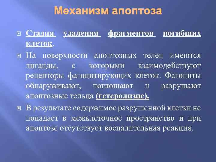 Механизм апоптоза Стадия удаления фрагментов погибших клеток. На поверхности апоптозных телец имеются лиганды, с