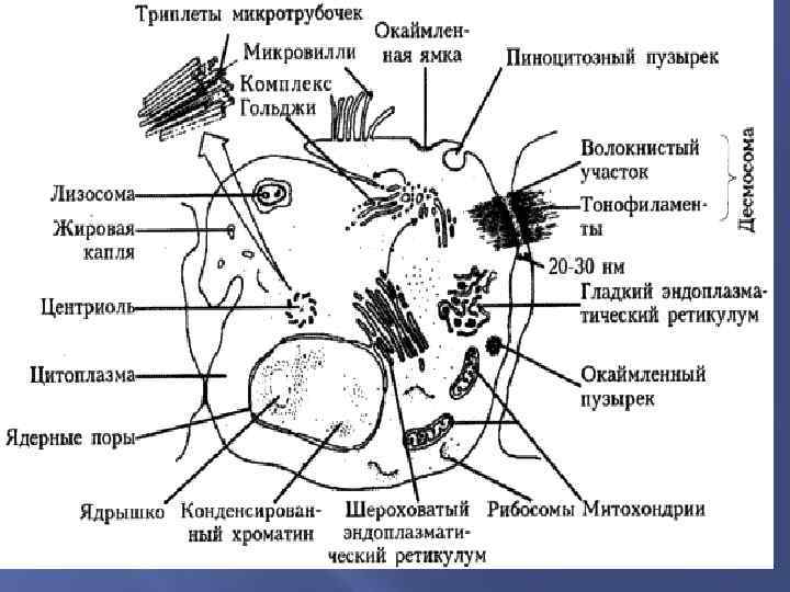 Презентация патологическая анатомия