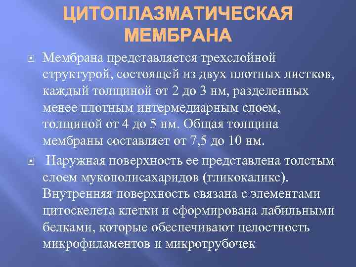  Мембрана представляется трехслойной структурой, состоящей из двух плотных листков, каждый толщиной от 2