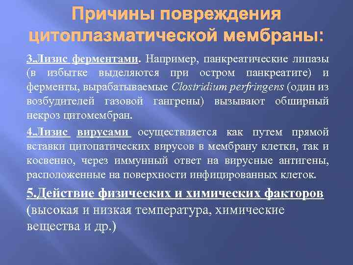 Причины повреждения цитоплазматической мембраны: 3. Лизис ферментами. Например, панкреатические липазы (в избытке выделяются при