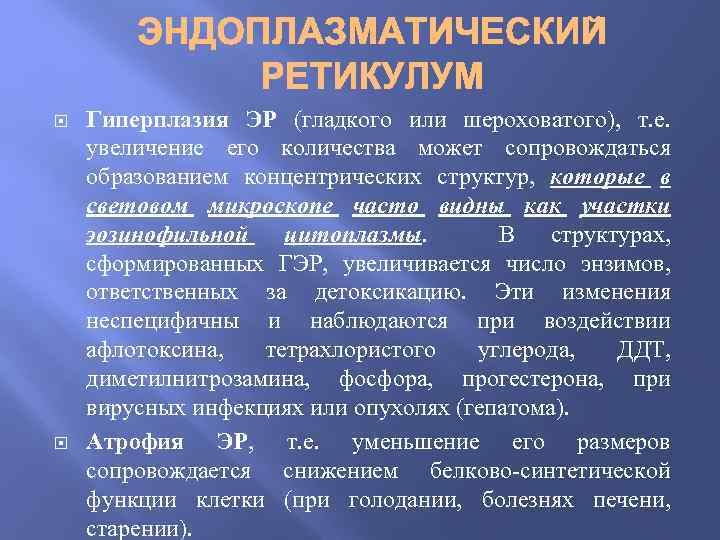  Гиперплазия ЭР (гладкого или шероховатого), т. е. увеличение его количества может сопровождаться образованием