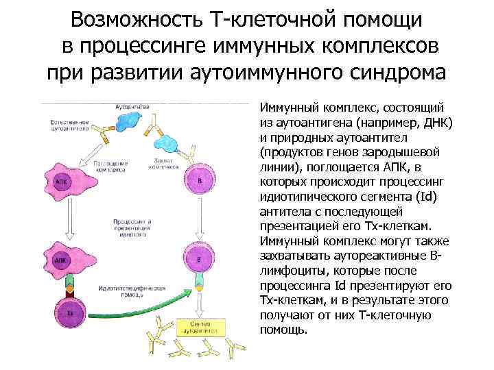 Возможность т. Анализ на т-клеточный иммунитет. Иммунный комплекс состоит из. Алгоритм образования иммунного комплекса его составные части. Формирование иммунного ответа процессинг.