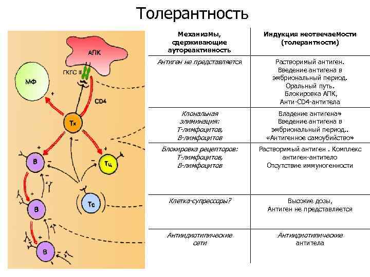 Толерантность Механизмы, сдерживающие аутореактивность Индукция неотвечаемости (толерантности) Антиген не представляется Растворимый антиген. Введение антигена