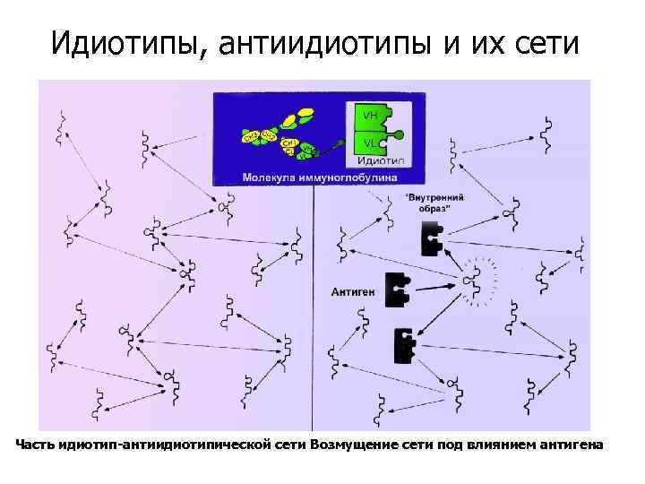 Идиотипы, антиидиотипы и их сети Часть идиотип-антиидиотипической сети Возмущение сети под влиянием антигена 