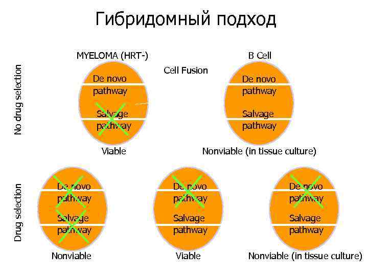 Гибридомный подход No drug selection MYELOMA (HRT-) De novo pathway B Cell Fusion De