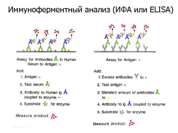 Иммуноферментный анализ (ИФА или ELISA) 