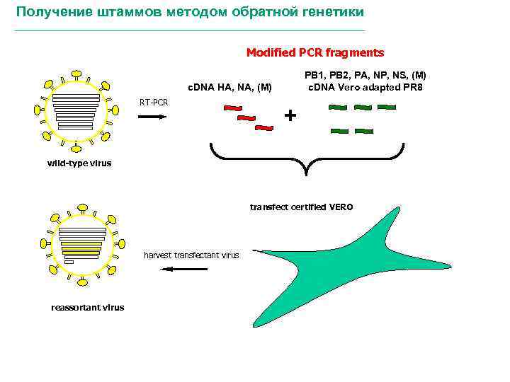 Получение штаммов методом обратной генетики Modified PCR fragments PB 1, PB 2, PA, NP,