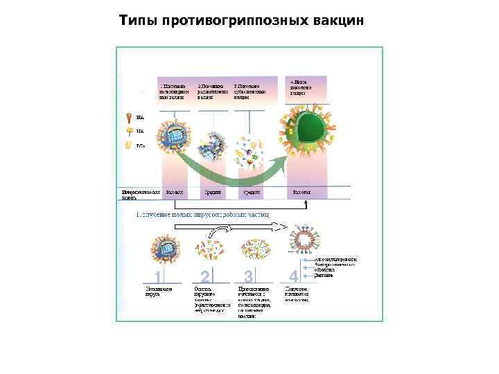 Типы противогриппозных вакцин 