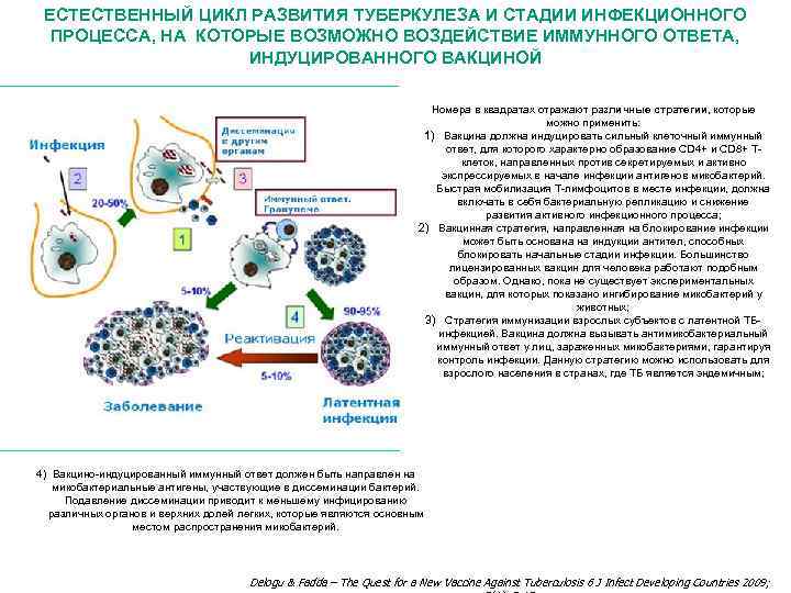 6 циклов развития. Туберкулез иммунный ответ. Схема клеточного иммунного ответа при туберкулезе. Первичный иммунный ответ при туберкулезе. Цикл развития туберкулеза.