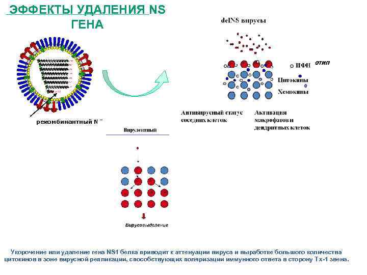 ЭФФЕКТЫ УДАЛЕНИЯ NS ГЕНА Репликативно-неполноценный фенотип Отсутствие вирусовыделения Адъювантный эффект рекомбинантный NS ген Укорочение