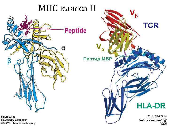 MHC класса II Vβ TCR Vα Пептид MBP HLA-DR M. Hahn et al Nature