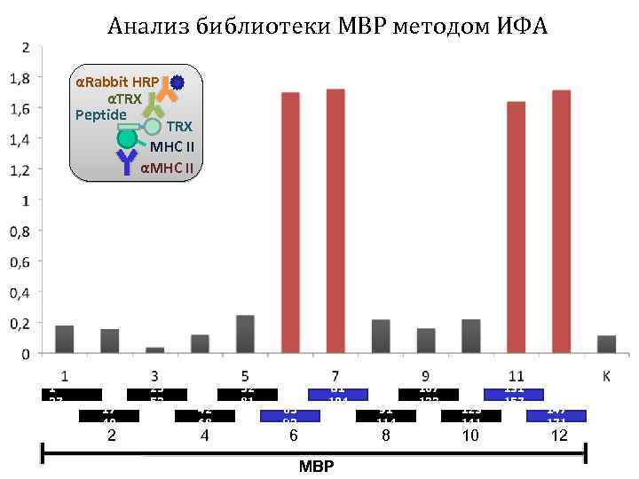 Анализ библиотеки MBP методом ИФА αRabbit HRP αTRX Peptide TRX MHC II αMHC II