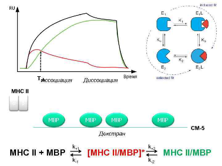 T 50 Ассоциация Диссоциация MHC II α β MBP MBP CM-5 Декстран MHC II