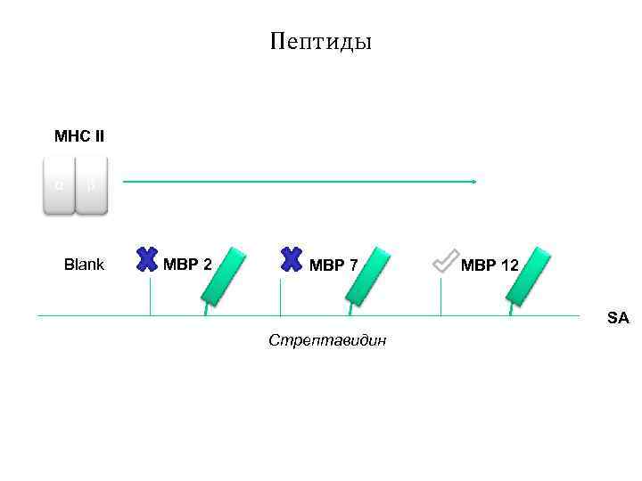 Пептиды MHC II α β Blank MBP 2 MBP 7 MBP 12 SA Стрептавидин