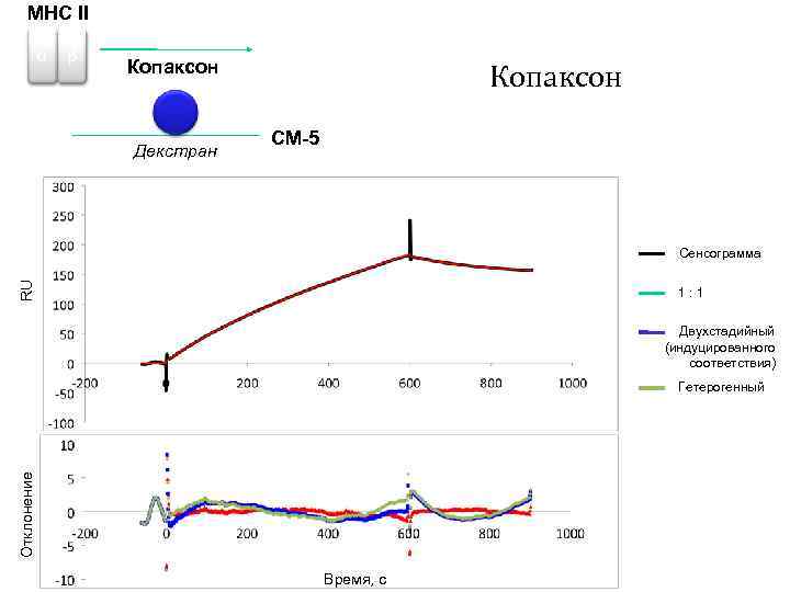 MHC II α β Копаксон Декстран Копаксон CM-5 RU Сенсограмма 1: 1 Двухстадийный (индуцированного