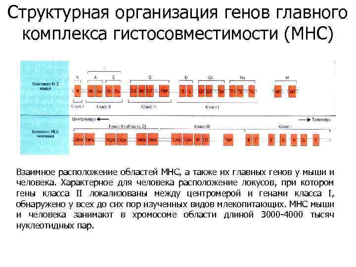 Структурная организация генов главного комплекса гистосовместимости (MHC) Взаимное расположение областей МНС, а также их